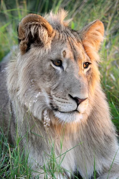 Молодой дикий лев — стоковое фото