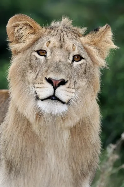 狮子与美丽的眼睛 — 图库照片