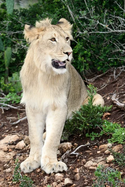 Lion Portrait — Zdjęcie stockowe