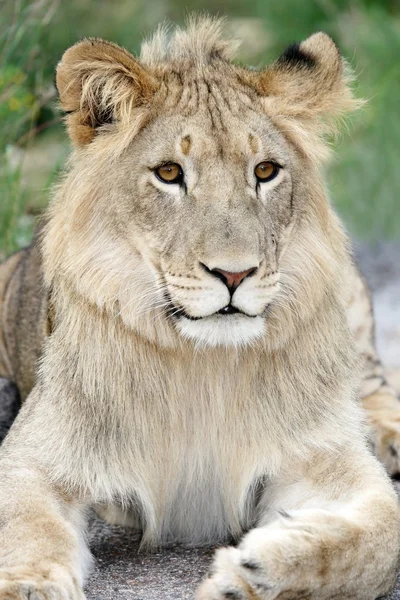 Портрет Льва — стоковое фото