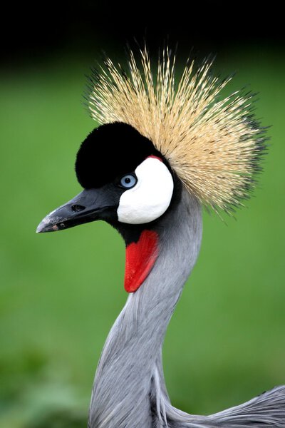 Crowned Crane Bird