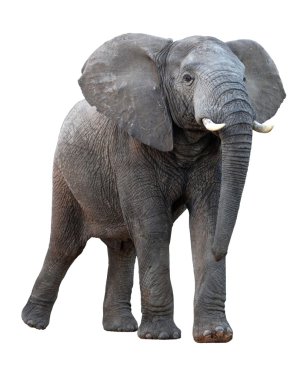 African Elephant - Isolated clipart
