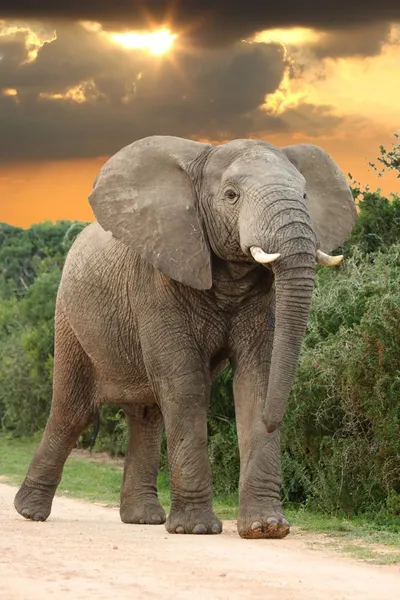 Éléphant d'Afrique au coucher du soleil — Photo
