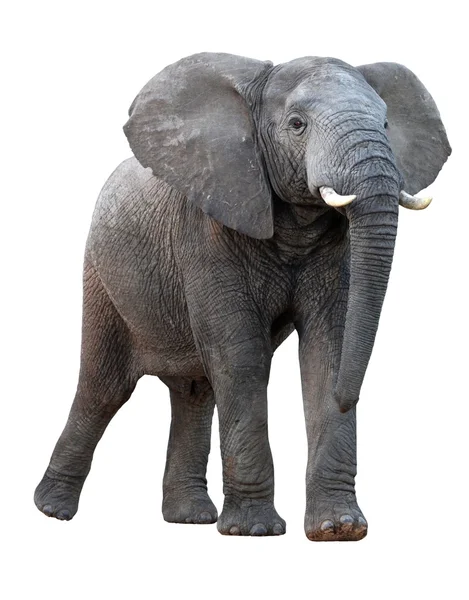 Afrikaanse olifant - geïsoleerd — Stockfoto