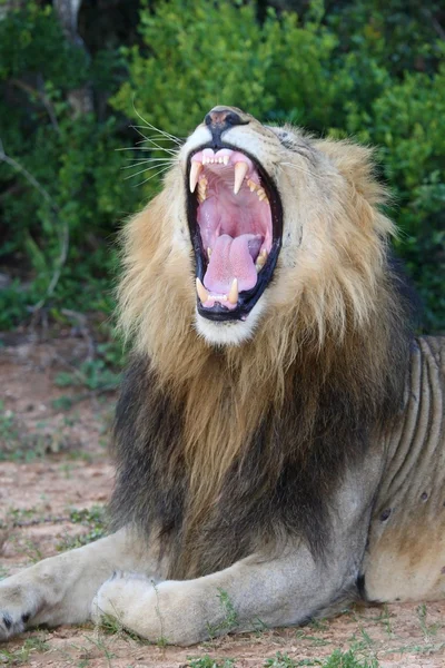 Leão com boca aberta mostrando dentes — Fotografia de Stock