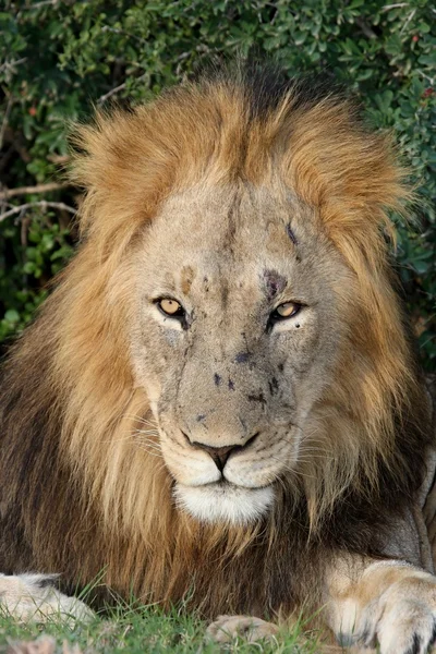 Grande leão macho — Fotografia de Stock