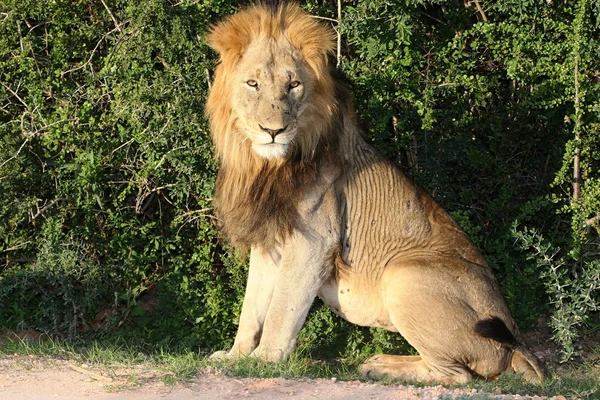 Μεγάλο αρσενικό λιοντάρι — Φωτογραφία Αρχείου