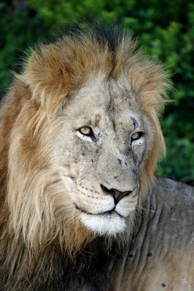 雄性狮子肖像 — 图库照片