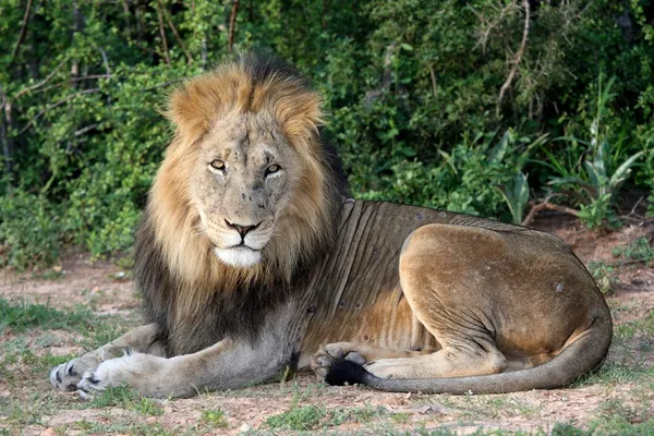 Великий самця лева — стокове фото