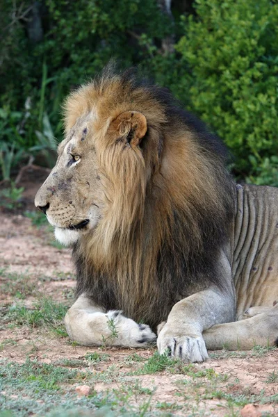 Profilo del leone — Foto Stock