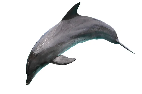 Delphin isoliert auf weißem Hintergrund — Stockfoto