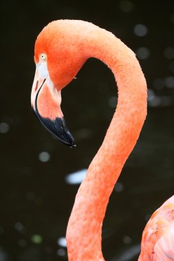 pembe flamingo kuşu