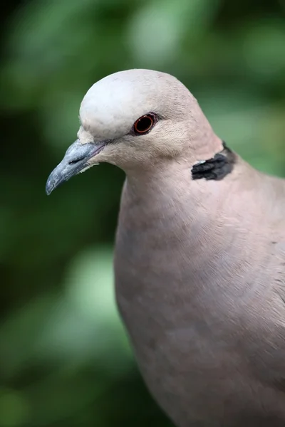 Babary dove porträtt — Stockfoto