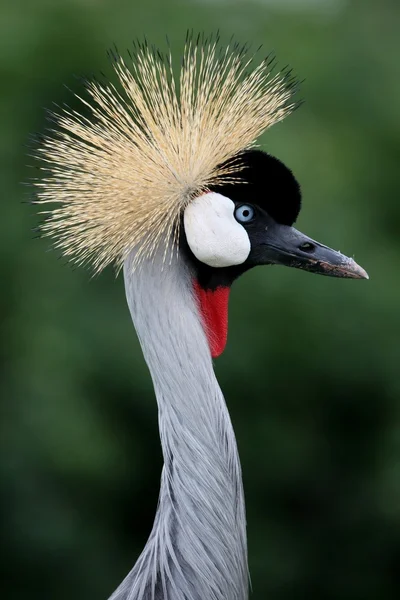 Crowned Crane Bird — Stock Photo, Image