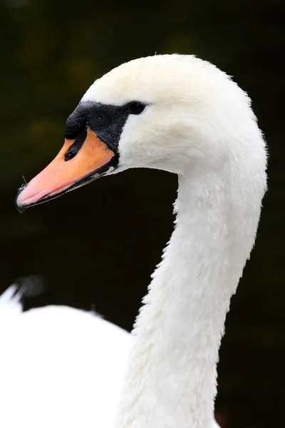 白色疣鼻天鹅 — 图库照片