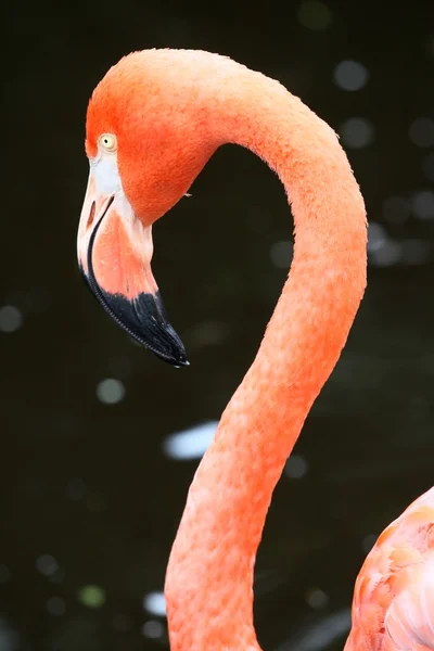 Ροζ φλαμίνγκο πουλί — Φωτογραφία Αρχείου