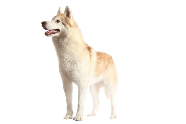 アラートのハスキー犬 — ストック写真