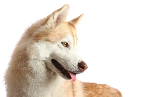 ハスキー犬の肖像画 — ストック写真