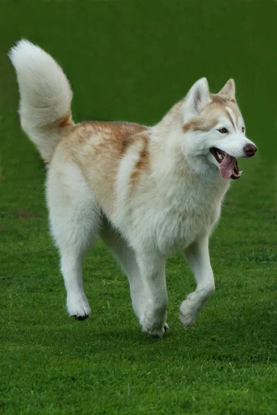 Pies Husky działa na trawie — Zdjęcie stockowe