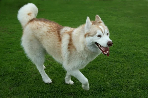 Pies Husky, grając na zielonej trawie — Zdjęcie stockowe
