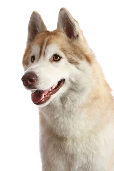 Husky Dog Portrait — Stock Photo, Image