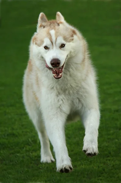 Courir un chien Husky — Photo