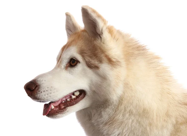 ハスキー犬の肖像画 — ストック写真