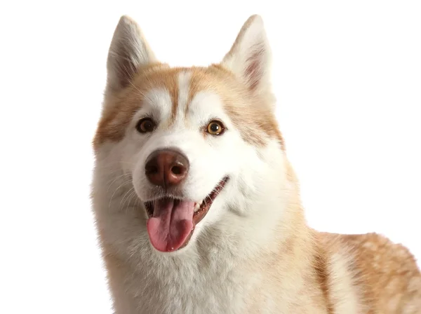 Portrait de chien Husky — Photo