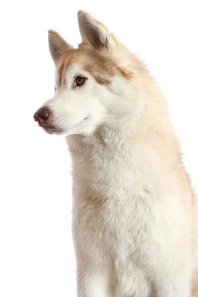 Husky Dog Portrait — Stockfoto