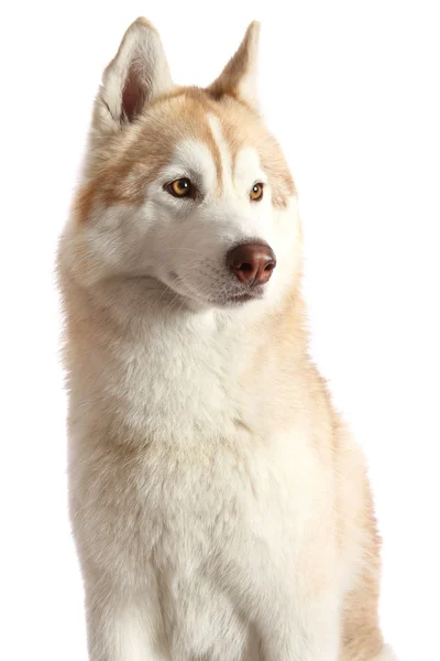 Husky psa portrét — Stock fotografie
