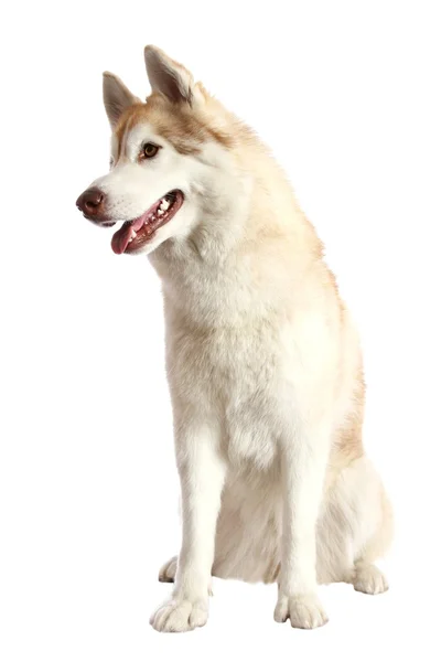 Portrait de chien Husky — Photo