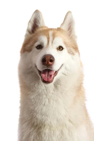 Cão Husky amigável — Fotografia de Stock