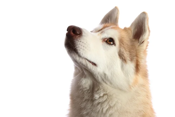 Husky-Hund schaut auf — Stockfoto
