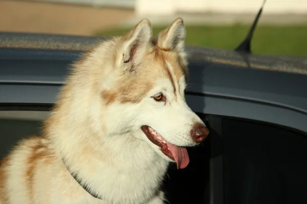 Husky Dog in Motor Car — Stock Photo, Image