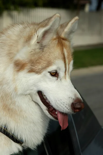 Husky-Hund auf Autofahrt — Stockfoto