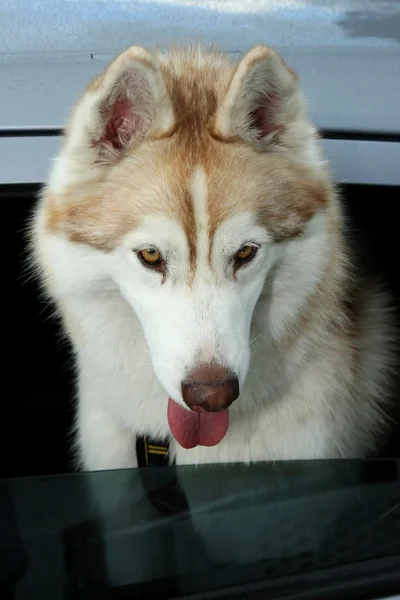 Husky köpek gidecek binmek için — Stok fotoğraf