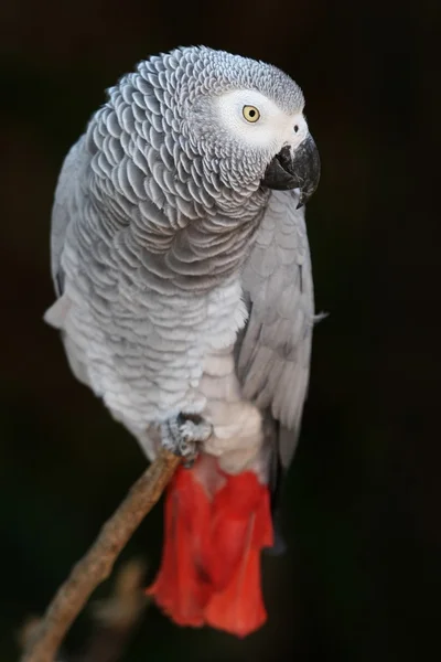 非洲灰鹦鹉 — 图库照片