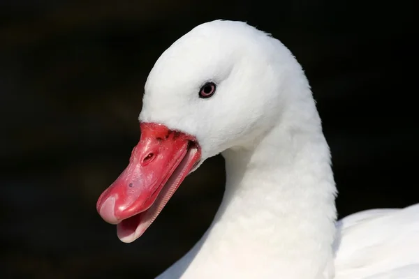 Retrato de cisne coscorobo — Foto de Stock
