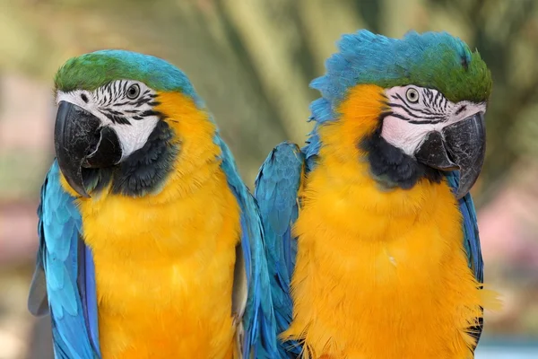 Maccaw Parrot Pair — Stock Photo, Image