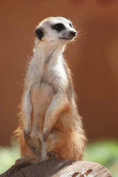 猫鼬或 suricate — 图库照片