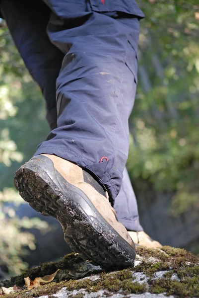 stock image Trek in forest