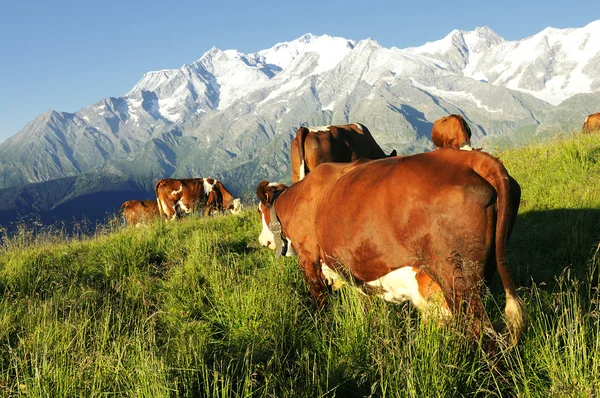 Vache alpine — Photo