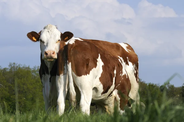 Vaches laitières dans les pâturages — Photo
