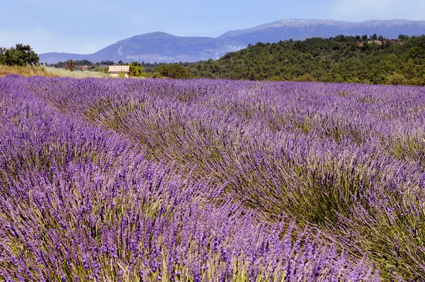 Lavendel in het landschap — Stockfoto
