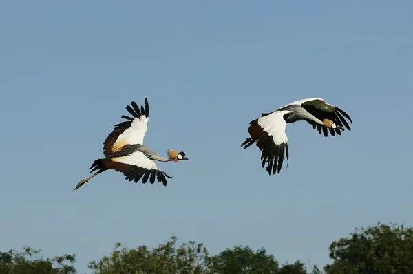 Národní pták Ugandy — Stock fotografie