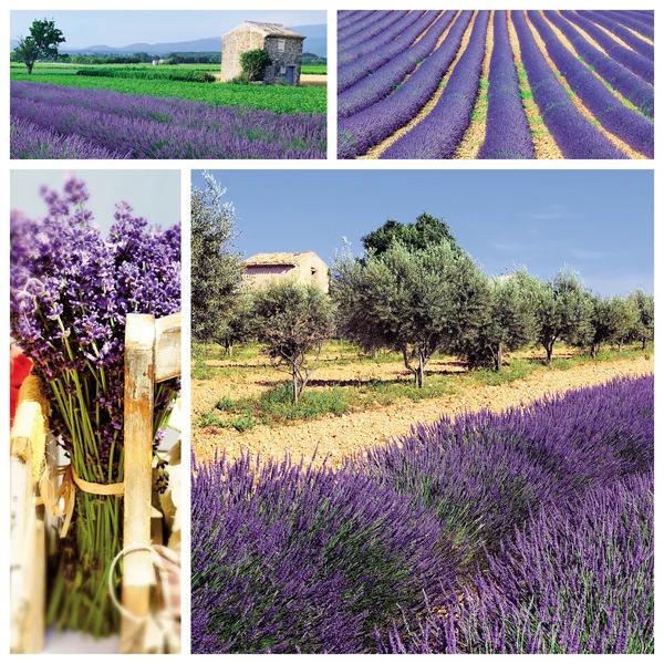 Lavendel in het landschap — Stockfoto