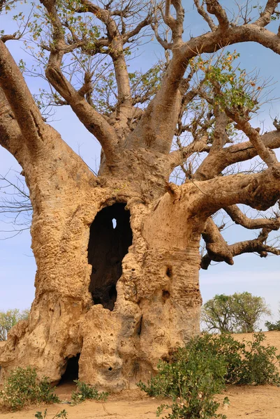 Baobabów w mieście savanna. — Zdjęcie stockowe