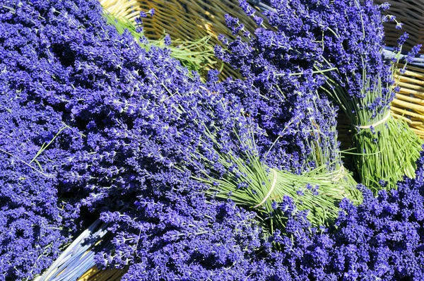 Basket of lavender — Stock Photo, Image