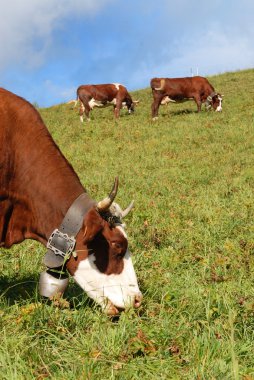 Alpine cow clipart