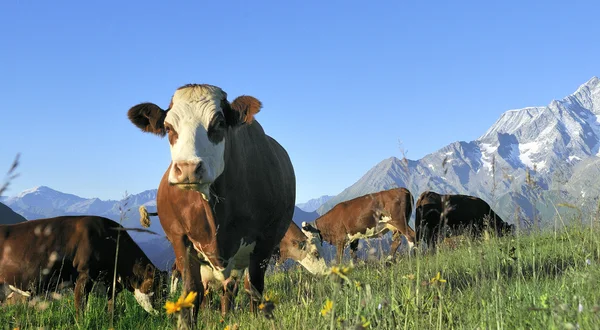 Alpine cow — Zdjęcie stockowe